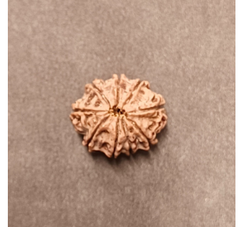 9 Mukhi Rudraksha - 3.592 g.