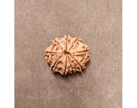 9 Mukhi Rudraksha - 3.592 g.