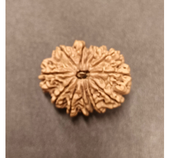 13 Mukhi Rudraksha
