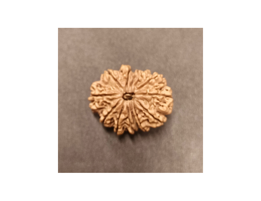 13 Mukhi Rudraksha - 4.170 g. 13 Mukhi Rudraksha - 4.170 g.
