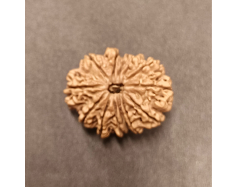 13 Mukhi Rudraksha