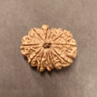 13 Mukhi Rudraksha - 4.170 g. 13 Mukhi Rudraksha - 4.170 g.