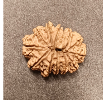 13 Mukhi Rudraksha - 4.170 g.
