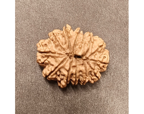 13 Mukhi Rudraksha - 4.170 g.