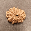 13 Mukhi Rudraksha - 4.170 g. 13 Mukhi Rudraksha - 4.170 g.