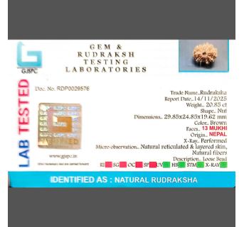 13 Mukhi Rudraksha