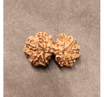 Gauri Shankar Rudraksha