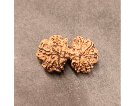 Gauri Shankar Rudraksha