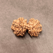 Gauri Shankar Rudraksha - 4.030 g. Gauri Shankar Rudraksha - 4.030 g.
