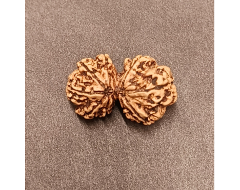 Gauri Shankar Rudraksha - 4.030 g.