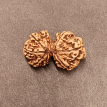 Gauri Shankar Rudraksha - 4.030 g. Gauri Shankar Rudraksha - 4.030 g.