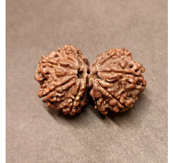 Gauri Shankar Rudraksha