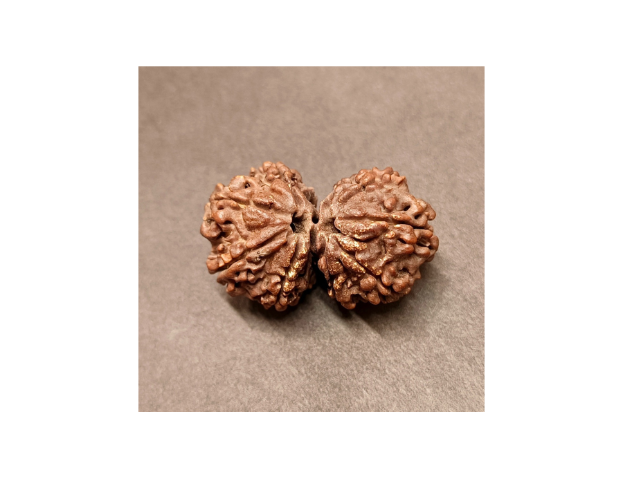 Gauri Shankar Rudraksha - 5.380 g. Gauri Shankar Rudraksha - 5.380 g.