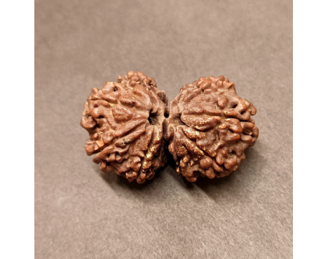 Gauri Shankar Rudraksha