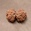 Gauri Shankar Rudraksha - 5.380 g. Gauri Shankar Rudraksha - 5.380 g.