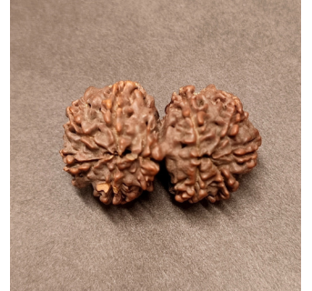 Gauri Shankar Rudraksha - 5.380 g.