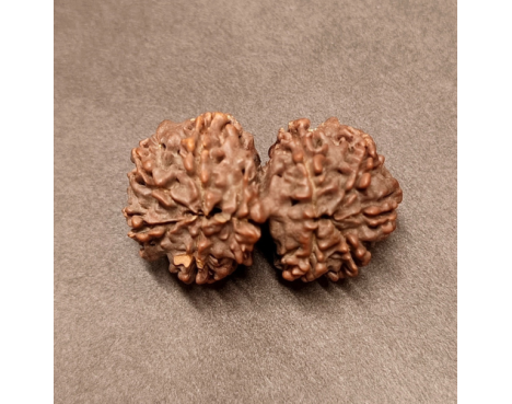Gauri Shankar Rudraksha - 5.380 g.