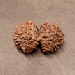 Gauri Shankar Rudraksha - 5.380 g. Gauri Shankar Rudraksha - 5.380 g.