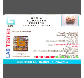 Gauri Shankar Rudraksha