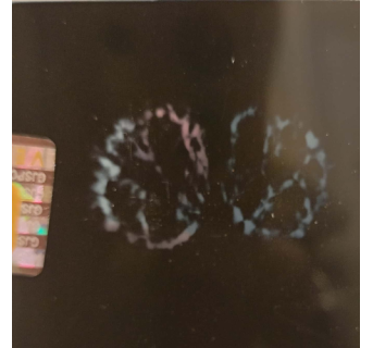 Gauri Shankar Rudraksha