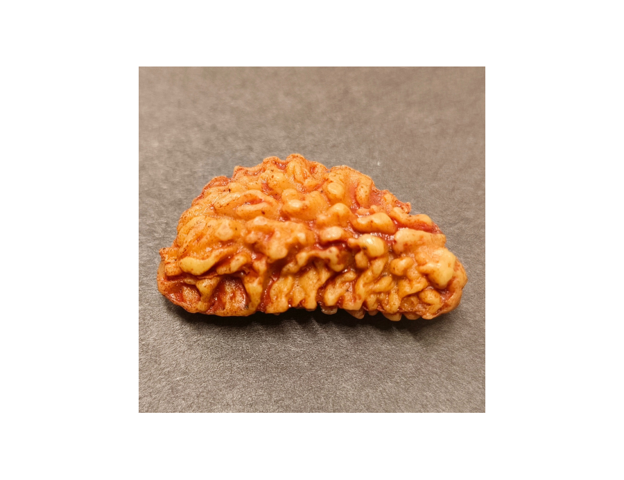 1 Mukhi Rudraksha 3.590g.
