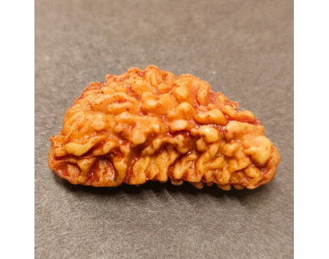 1 Mukhi Rudraksha 3.590g.