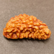 1 Mukhi Rudraksha 3.590g.