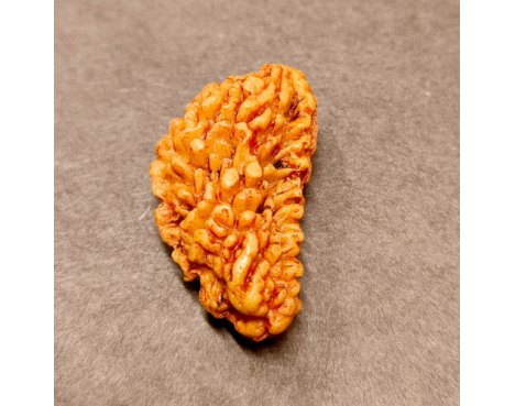 1 Mukhi Rudraksha 3.590g.
