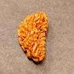 1 Mukhi Rudraksha 3.590g.