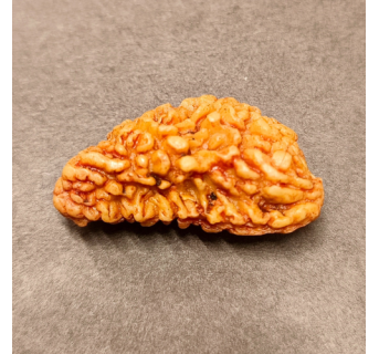 1 Mukhi Rudraksha 3.590g.