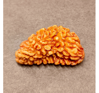 1 Mukhi Rudraksha 3.510 g.