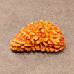 1 Mukhi Rudraksha 3.510 g.