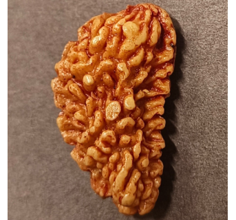 1 Mukhi Rudraksha 3.510 g.