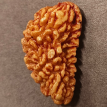 1 Mukhi Rudraksha 3.510 g.