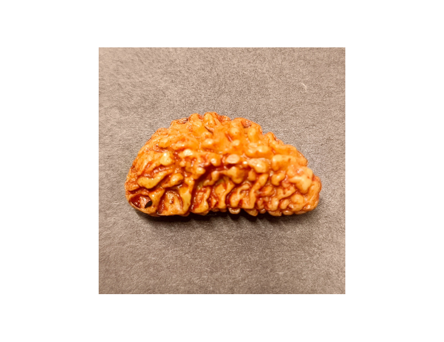 1 Mukhi Rudraksha 3.510 g.