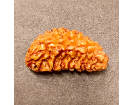 1 Mukhi Rudraksha 3.510 g.