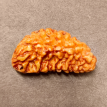 1 Mukhi Rudraksha 3.510 g.