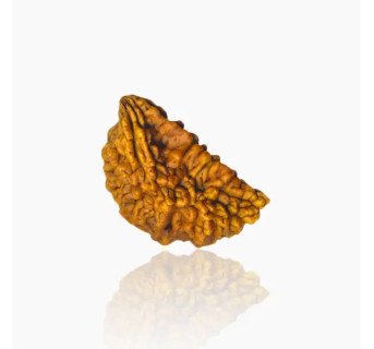 1 Mukhi Rudraksha