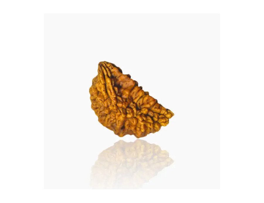 1 Mukhi Rudraksha