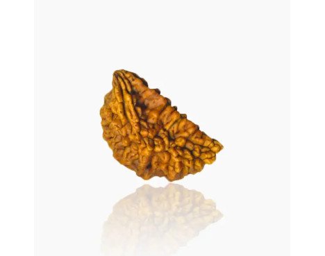 1 Mukhi Rudraksha