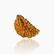 1 Mukhi Rudraksha