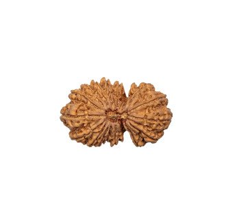 Gauri Shankar Rudraksha