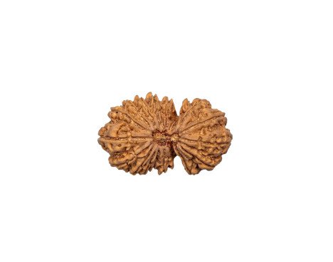 Gauri Shankar Rudraksha