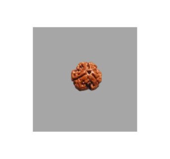 3 Mukhi Rudraksha