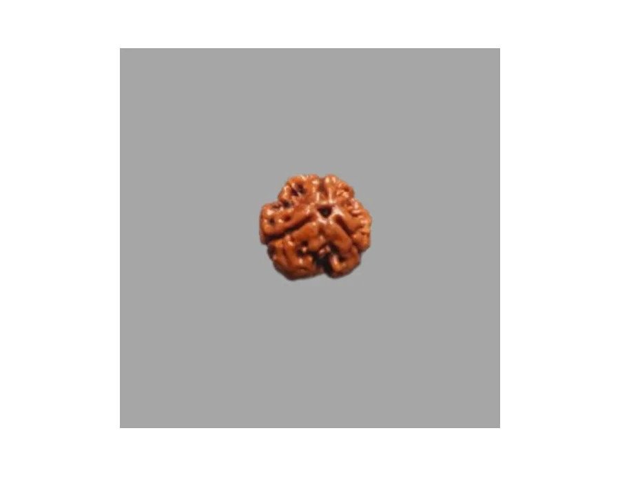 3 Mukhi Rudraksha- 1.721g.