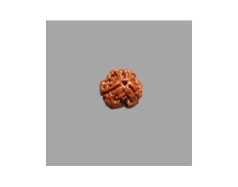 3 Mukhi Rudraksha