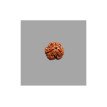 3 Mukhi Rudraksha- 1.721g.
