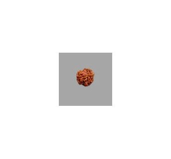3 Mukhi Rudraksha- 1.721g.