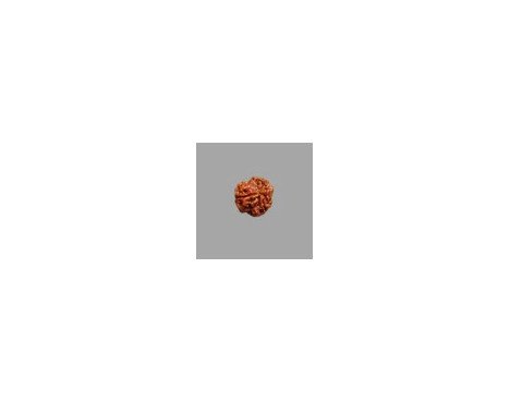 3 Mukhi Rudraksha- 1.721g.