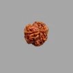 3 Mukhi Rudraksha- 1.721g.